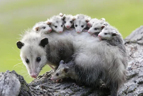 Tñacuache: A Mysterious and Iconic Creature Tñacuache: A Mysterious and Iconic Creature